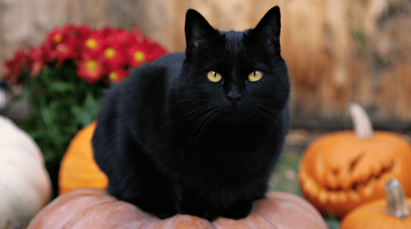 Gatos Negros Halloween