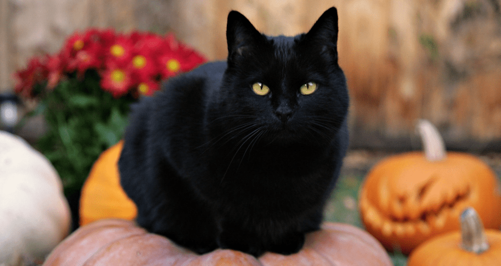 Gatos Negros Halloween